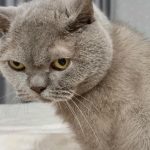 „Млечни корак“ одрасле мачке: зашто те гњечи својим шапама, сећајући се детињства mlecni-korak-odrasle-macke-zashto-te-gnjeci-svojim-shapama-secajuci.jpg