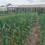 Биохемија у борби против касне мрље: зашто је сурутка тако ефикасна biohemija-u-borbi-protiv-kasne-mrlje-zashto-je-surutka-tako.jpg