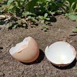kako-ljuske-jaja-menjaju-kiselost-zemljishta-mali-trikovi-za-veliku.jpg