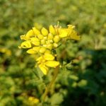 Како обична сенф лечи земљу боље од било које хемикалије: тајна зеленог ђубрива које делује без одмора kako-obicna-senf-leci-zemlju-bolje-od-bilo-koje-hemikalije.jpg