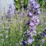 Лаванда и руже: магично насеље које ће искусни баштовани ценити lavanda-i-ruze-magicno-naselje-koje-ce-iskusni-bashtovani-tseniti.jpg