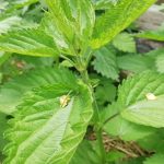 Не коров, већ благо: зашто је коприва природна апотека за башту ne-korov-vec-blago-zashto-je-kopriva-prirodna-apoteka-za.jpg