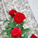 Зашто је кора од банане постала главно благо за узгајиваче ружа: скривени ресурс за бујно цветање zashto-je-kora-od-banane-postala-glavno-blago-za-uzgajivace.jpg