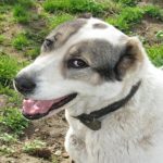 Зашто вам пас гледа право у очи: неурохормонални дијалог који вас зближава zashto-vam-pas-gleda-pravo-u-oci-neurohormonalni-dijalog-koji.jpg